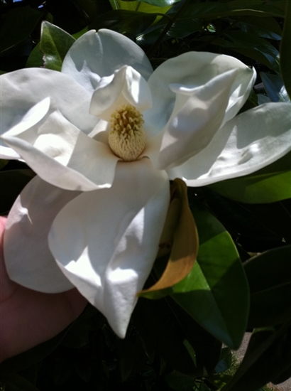 Magnolia picture - May 30, 2011