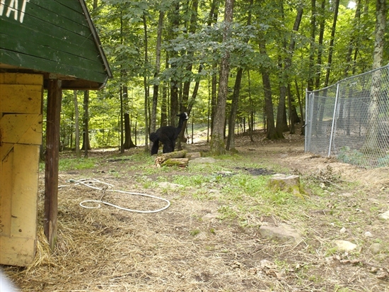 <a target='_blank' href='http://www.stonehengeusa.com'>We went to a place that Eddie heard about called America's Stonehendge. They also had Alpaca on the property. Click for more informatoin about America's Stonehenge.