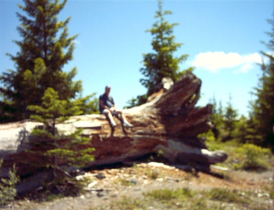 Rick on top of a huge tree trunk, left over from the last time Mount St. Helens erupted.