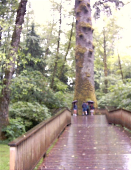 Huge tree - on the way to the Pacific Ocean.