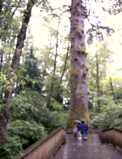 Huge tree - on the way to the Pacific Ocean.