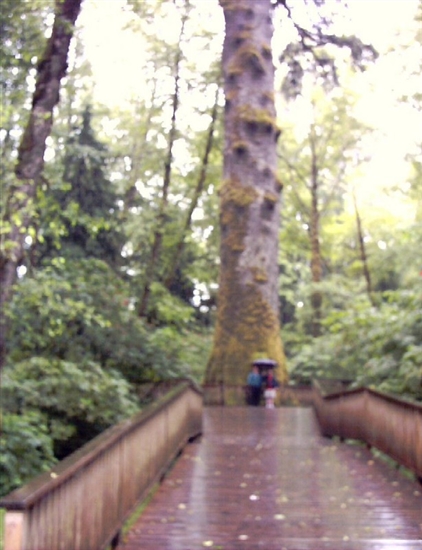 Huge tree - on the way to the Pacific Ocean.